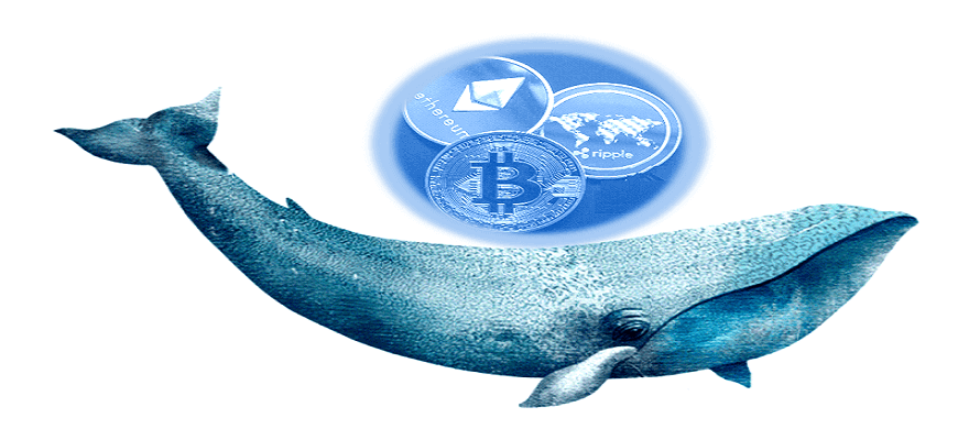 кит в крипте